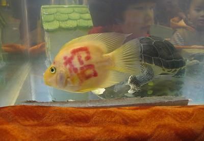 龍魚銷售平臺有哪些軟件好（龍魚銷售平臺推薦）