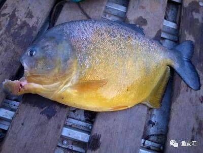 黃金河虎和龍魚哪個厲害：探討黃金河虎和龍魚哪個更厲害之前需要明確“厲害” 黃金河虎和龍魚哪個厲害：探討黃金河虎和龍魚哪個更厲害之前需要明確“厲害” 龍魚百科 第2張