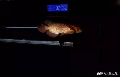 龍魚上門回收多少錢一斤：龍魚上門回收價格一般多少錢