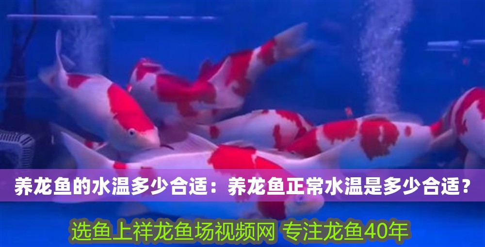 養龍魚的水溫多少合適：養龍魚正常水溫是多少合適？
