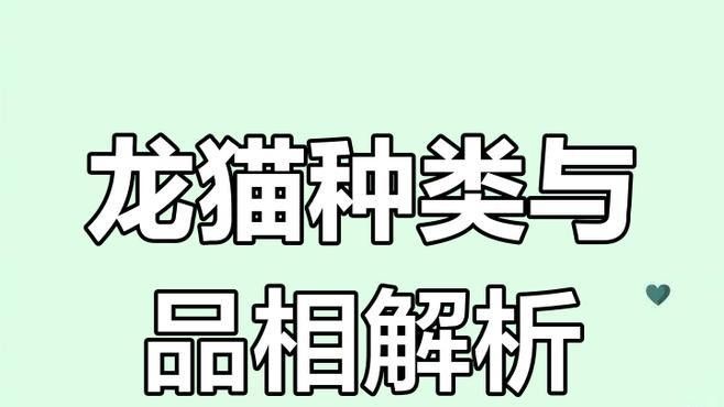 龍貓哪個品種最溫順