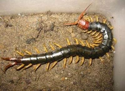 龍魚多久喂一次蜈蚣：龍魚喂蜈蚣的頻率應(yīng)該是每周一次，龍魚多久喂一次蜈蚣