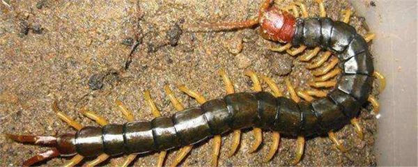 龍魚多久喂一次蜈蚣：龍魚喂蜈蚣的頻率應(yīng)該是每周一次，龍魚多久喂一次蜈蚣