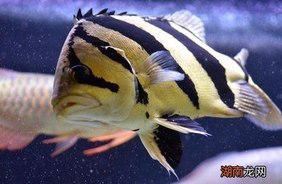 龍魚配虎魚和鸚鵡魚能混養嗎：龍魚、虎魚和鸚鵡魚混養有風險嗎？