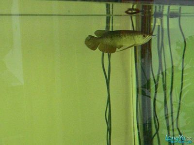 龍魚適宜生活的溫度：龍魚適宜生活溫度 龍魚適宜生活的溫度：龍魚適宜生活溫度 龍魚百科 第2張