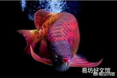 龍魚吃什么活食：喂養龍魚的首選食物，小魚和小蝦是喂養龍魚的首選食物