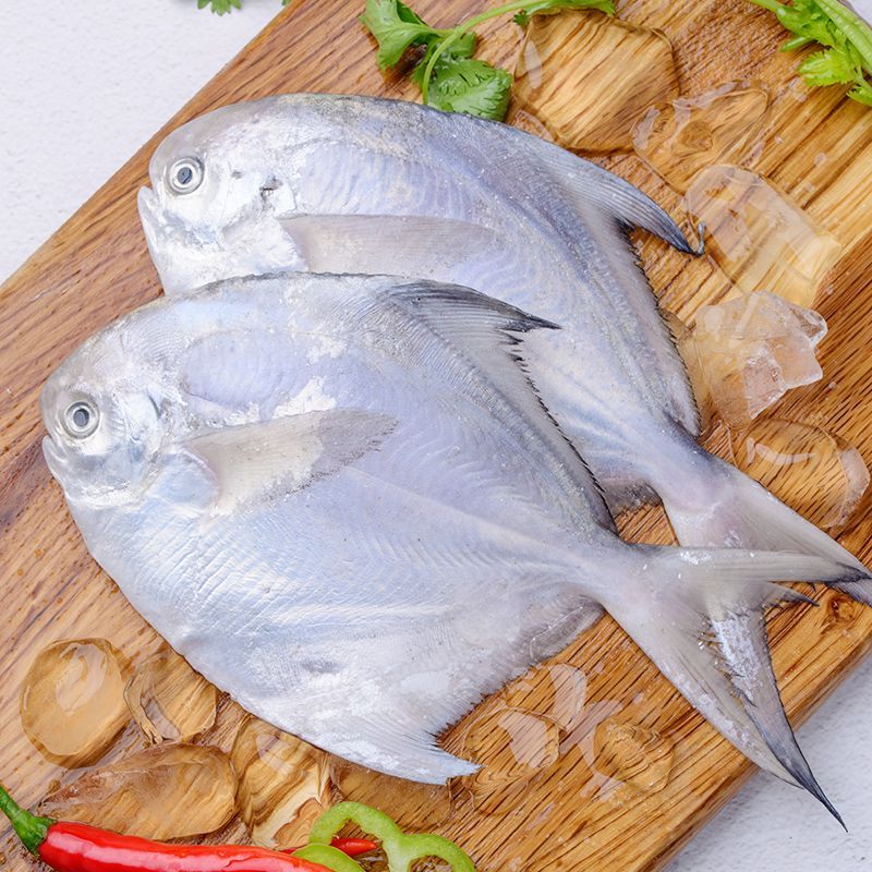 鯧魚和龍魚混養嗎：鯧魚和龍魚一起養嗎