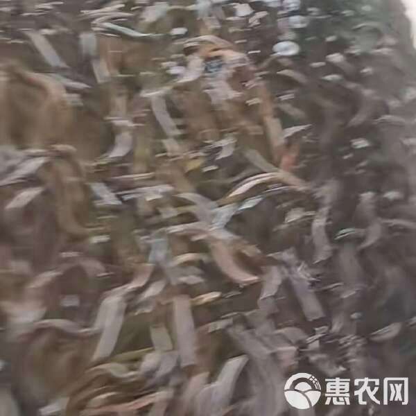 黃鱔苗批發