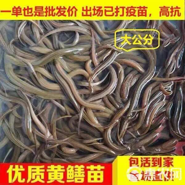 黃鱔苗批發