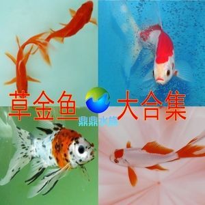 龍魚吃草金魚是否會噎死（喂食草金魚給龍魚會導致龍魚的健康問題嗎）