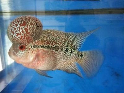龍魚吃草金魚是否會噎死（喂食草金魚給龍魚會導致龍魚的健康問題嗎）