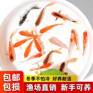 龍魚吃草金魚是否會噎死（喂食草金魚給龍魚會導致龍魚的健康問題嗎）