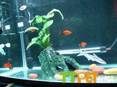 龍魚水溫要多少度才適宜養：養龍魚的適宜水溫范圍在24至30攝氏度之間