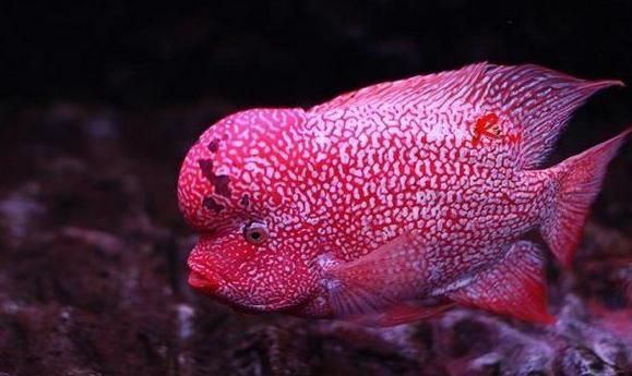 龍魚死掉的寓意，龍魚死亡對家庭運(yùn)勢的影響
