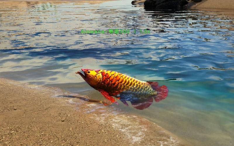 金龍魚和食人魚的區別