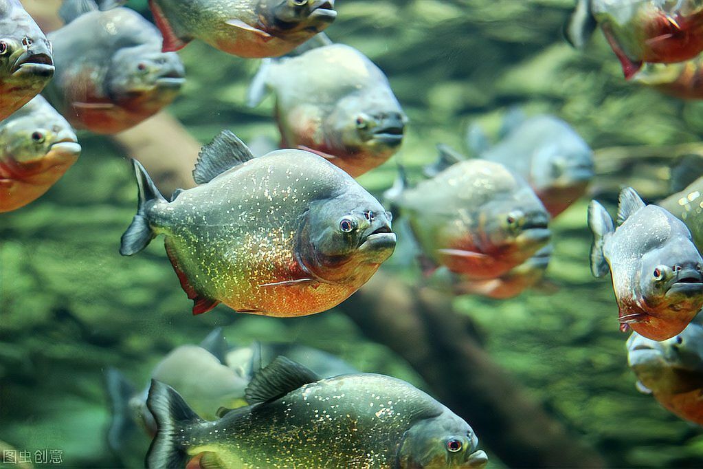 金龍魚和食人魚的區別
