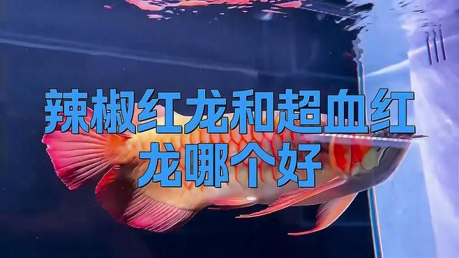 小辣椒紅龍魚 小辣椒紅龍魚 龍魚百科 第5張