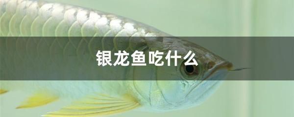 銀龍魚幼魚適宜的飼料種類：銀龍魚幼魚活餌投喂技巧銀龍魚幼魚活餌投喂技巧