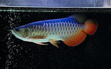 龍魚疾病預防的日常管理：龍魚疾病預防日常管理 龍魚疾病預防的日常管理：龍魚疾病預防日常管理 龍魚百科 第4張
