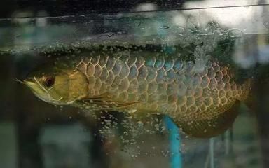 龍魚疾病預防的日常管理：龍魚疾病預防日常管理 龍魚疾病預防的日常管理：龍魚疾病預防日常管理 龍魚百科 第5張