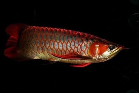 金龍魚怎么配對(duì)繁殖,金龍魚繁殖常見問題及解決金龍魚繁殖常見問題及解決 龍魚百科 第4張 金龍魚怎么配對(duì)繁殖,金龍魚繁殖常見問題及解決金龍魚繁殖常見問題及解決 金龍魚怎么配對(duì)繁殖,金龍魚繁殖常見問題及解決金龍魚繁殖常見問題及解決 龍魚百科 第4張