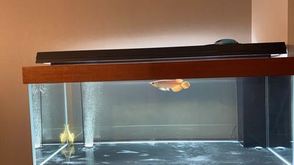 龍魚蹦出魚缸：龍魚為什么會跳缸？