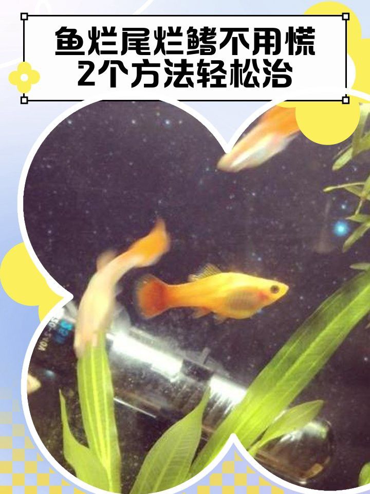 龍魚爛鰭需要多久換一次水？ 龍魚爛鰭需要多久換一次水？ 龍魚百科 第1張