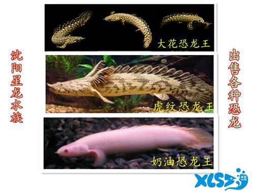 虎皮恐龍魚能長多大圖片視頻講解