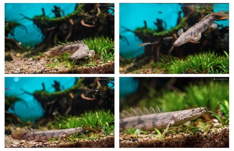 虎皮恐龍魚能長多大圖片視頻講解