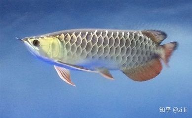 B級過背金龍魚：b級過背金龍魚與過背金龍魚市場趨勢b級過背金龍魚