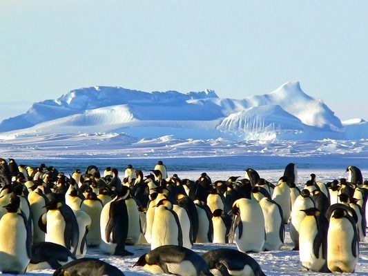 雷龍魚怎么喂長得快（如何判斷雷龍魚營養充足，雷龍魚喂食頻率調整技巧）