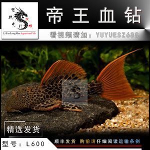祥龍魚場品牌產品介紹怎么寫的啊英文：祥龍魚場品牌產品介紹，打造高品質觀賞魚的專業之選
