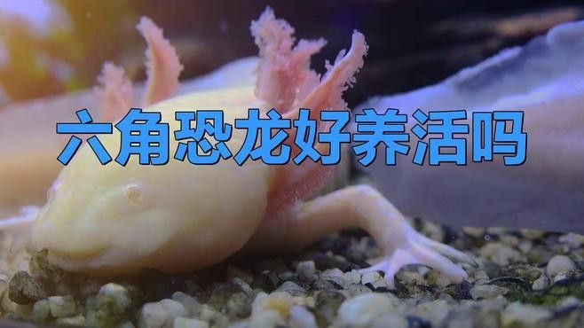 恐龍魚飼養(yǎng)難度 恐龍魚飼養(yǎng)難度 龍魚百科 第1張