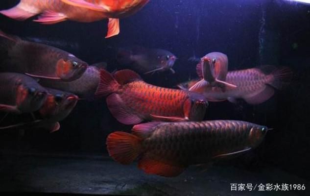 龍魚與龍魚混養(yǎng)技巧和方法（混養(yǎng)龍魚的技巧和方法包括：龍魚混養(yǎng)食物選擇指南）