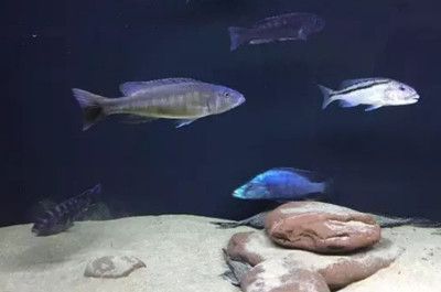 金龍魚和紅龍魚寓意：金龍魚與紅龍魚在文化中的應用案例 金龍魚和紅龍魚寓意：金龍魚與紅龍魚在文化中的應用案例 龍魚百科 第5張