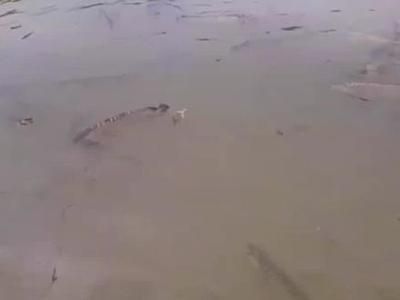國內龍魚繁殖場排名：中國國內存在多個龍魚繁殖場的信息，國內龍魚繁殖場排名
