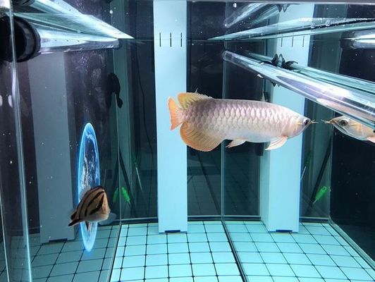 龍魚燈用什么顏色的燈泡好：如何選擇龍魚燈泡的顏色