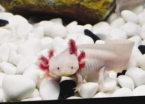 六角恐龍魚吃什么（六角恐龍魚喂食頻率指南）