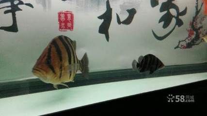 佳木斯龍魚【佳木斯龍魚的市場價格】
