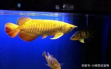金龍魚擺在什么位置好看：金龍魚擺件的最佳位置