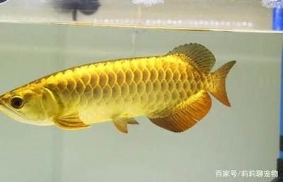 金龍魚擺在什么位置好看：金龍魚擺件的最佳位置