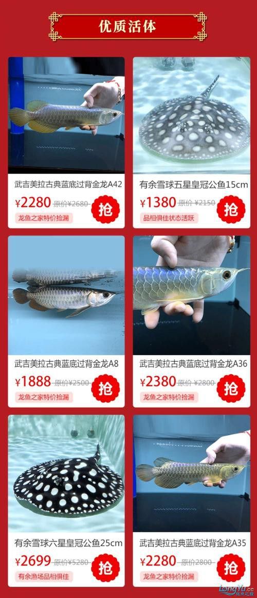 哪個平臺購買金冠紅龍魚最可靠？