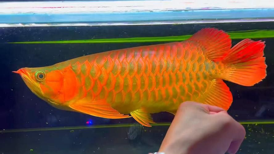 紅金龍魚圖片大全高清