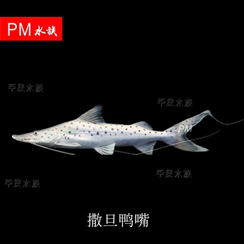 銀豹鴨嘴魚和龍魚混養好嗎：銀豹鴨嘴魚與龍魚混養的注意事項