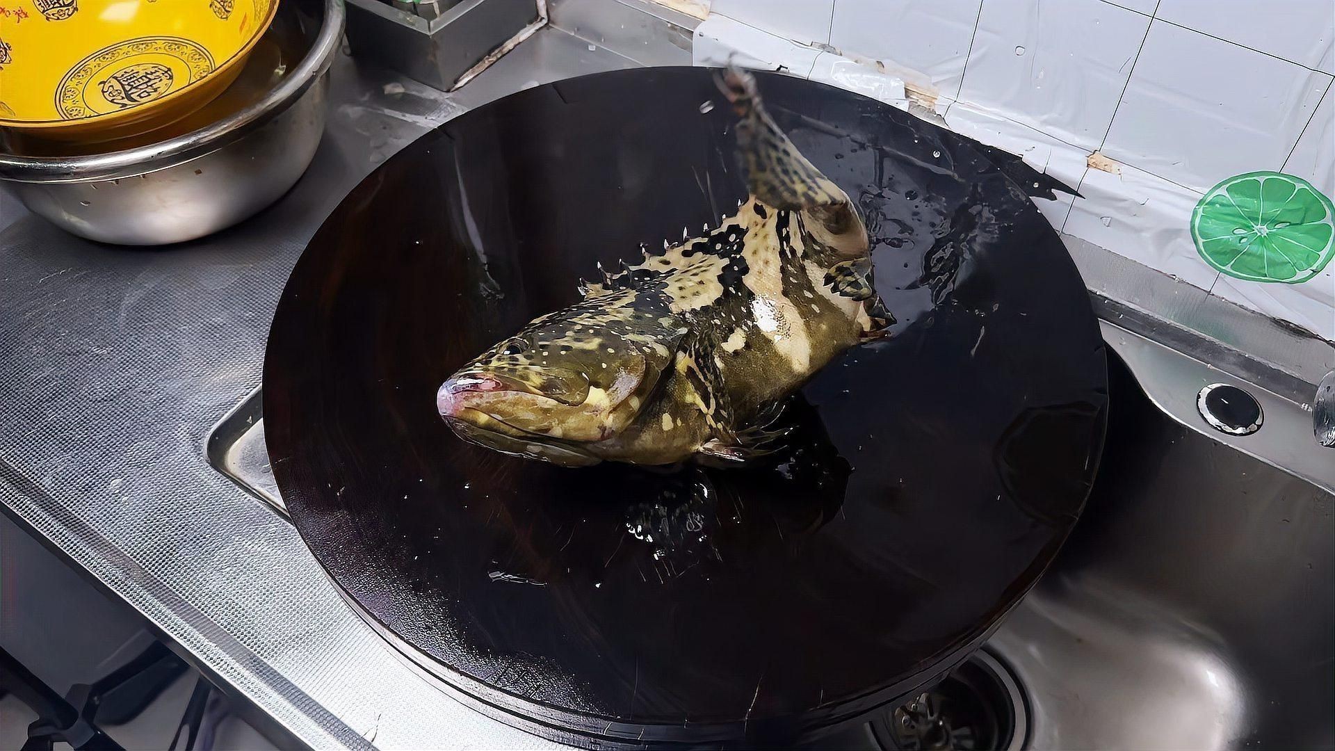 老虎斑魚的最佳吃法 老虎斑魚的最佳吃法 龍魚百科 第1張