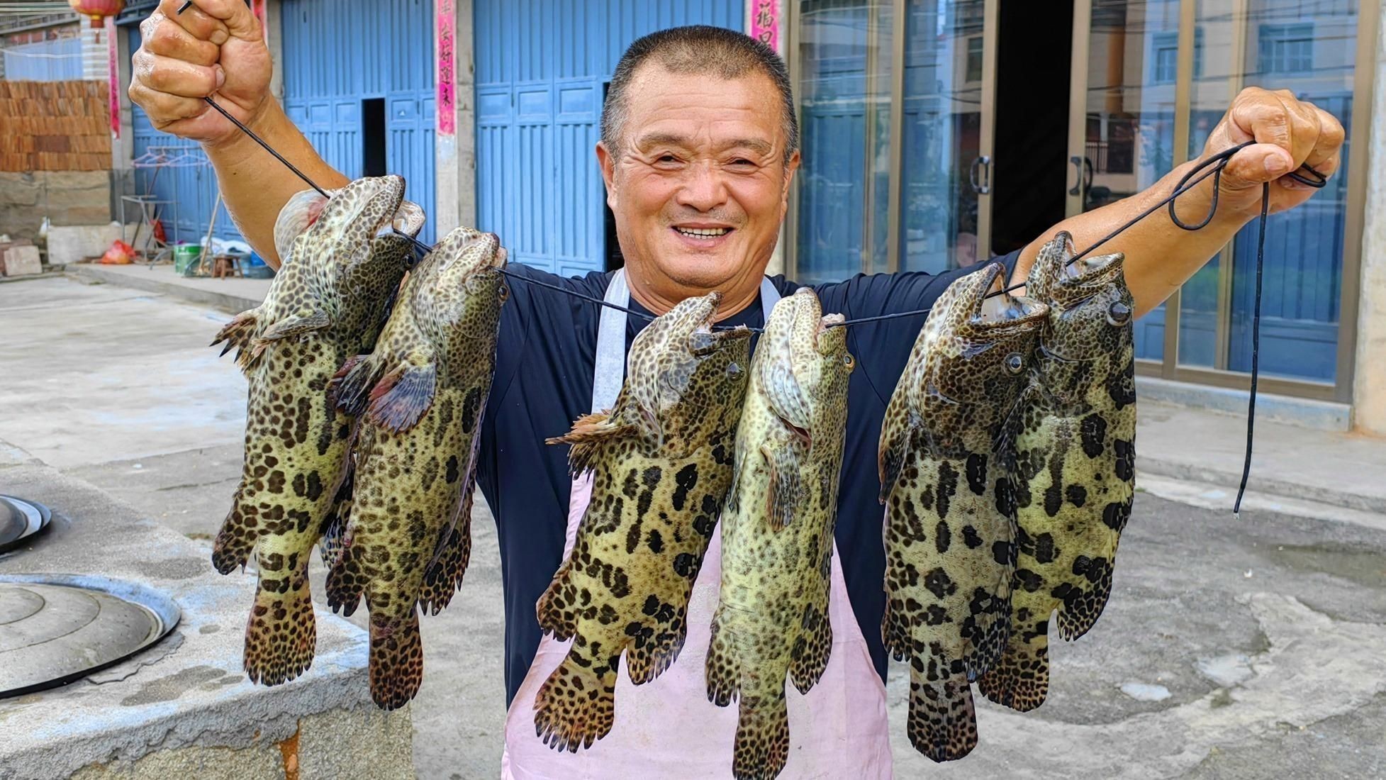 老虎斑魚的最佳吃法 老虎斑魚的最佳吃法 龍魚百科 第5張