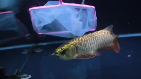 炸龍魚怎么做：炸龍魚的做法 炸龍魚怎么做：炸龍魚的做法 龍魚百科 第1張