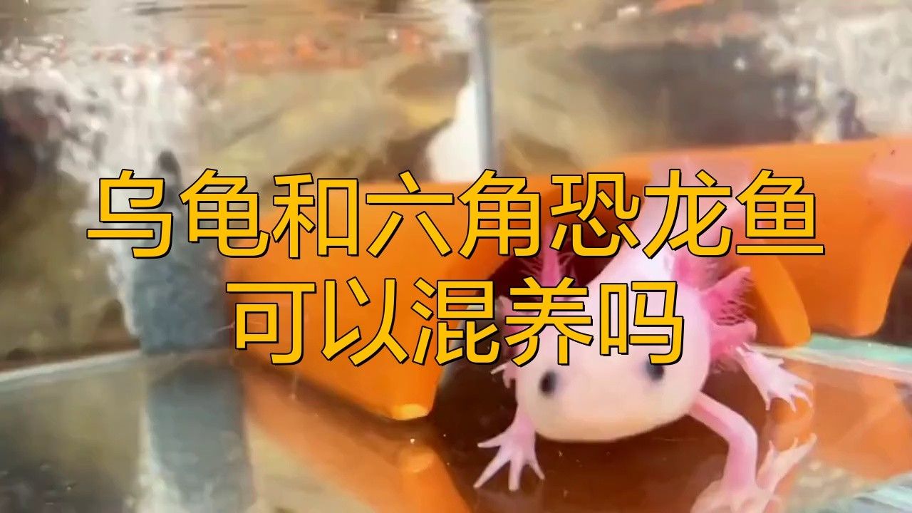 混養時如何避免龜類攻擊龍魚？