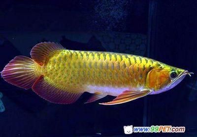 香港龍魚叫什么（香港龍魚的命名寓意）