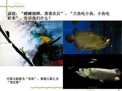 香港龍魚叫什么（香港龍魚的命名寓意）